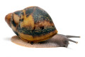Archachatina marginata egregia Cameroon two-tone juvenil